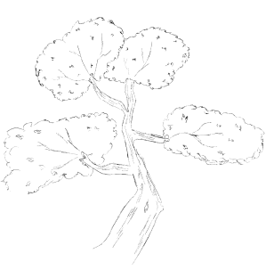 sante-arbre-taille Santé de l'arbre élagage