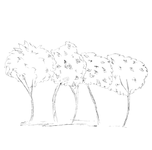 Elagage arbres fruitiers