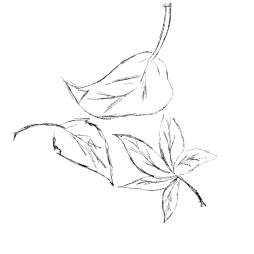 feuilles-picto